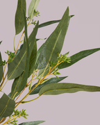 EUCALYPTUS SPRAY IN GREEN