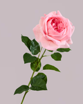 REAL TOUCH PEONY PINK