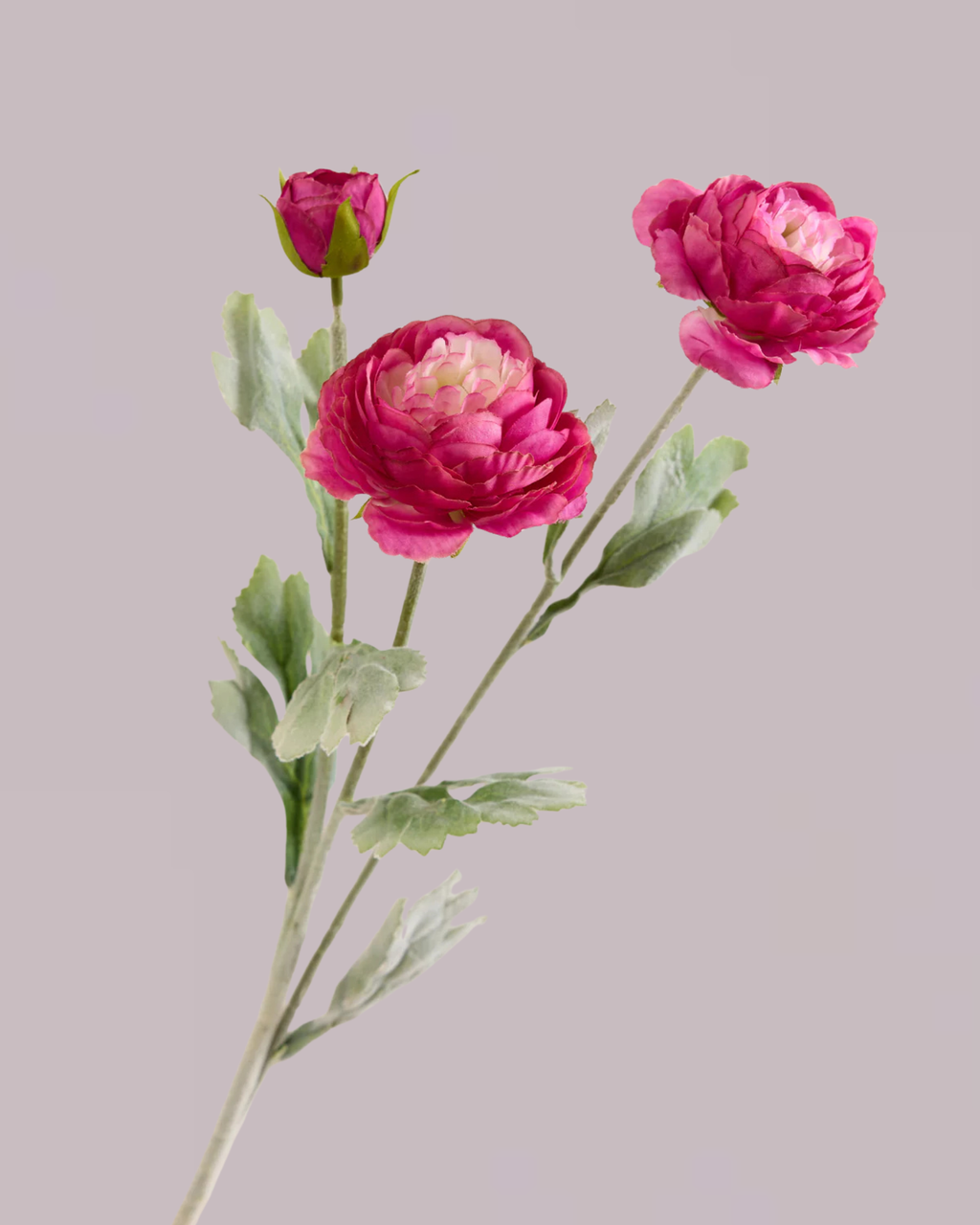 PINK RANUNCULUS (3 HEADS)