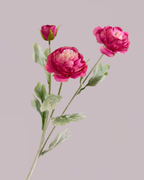 PINK RANUNCULUS (3 HEADS)