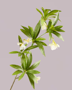 EXOTIC LEAF BRANCH WITH WHITE BLOSSOM