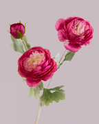 PINK RANUNCULUS (3 HEADS)