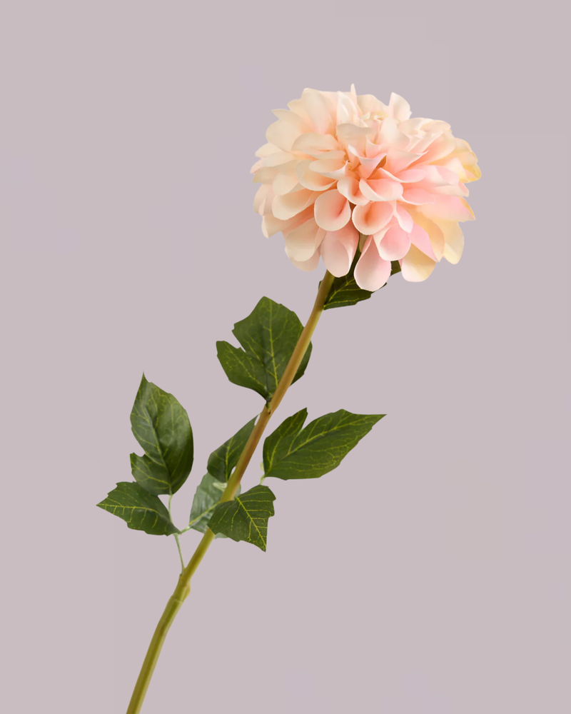 SINGLE DAHLIA IN CREAM AND PINK