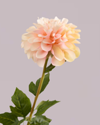 SINGLE DAHLIA IN CREAM AND PINK