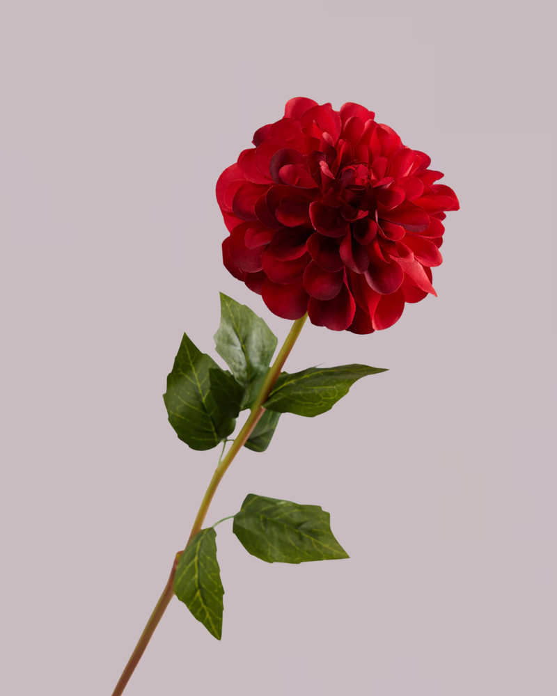 SINGLE DAHLIA IN RED