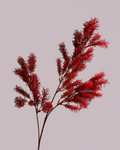 FIERY RED FOLIAGE