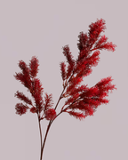 FIERY RED FOLIAGE
