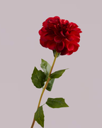 SINGLE DAHLIA IN RED