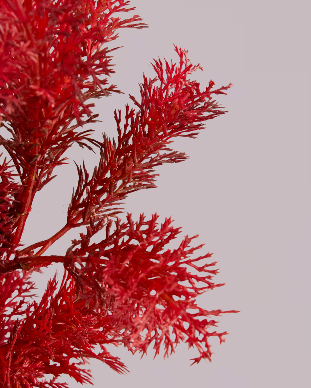 FIERY RED FOLIAGE