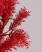FIERY RED FOLIAGE