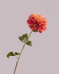 SINGLE DAHLIA IN PINK AND ORANGE