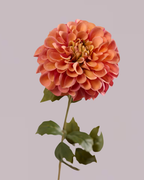 SINGLE DAHLIA IN PINK AND ORANGE
