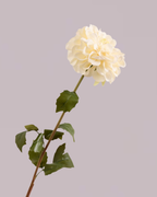 SINGLE DAHLIA IN WHITE/CREAM