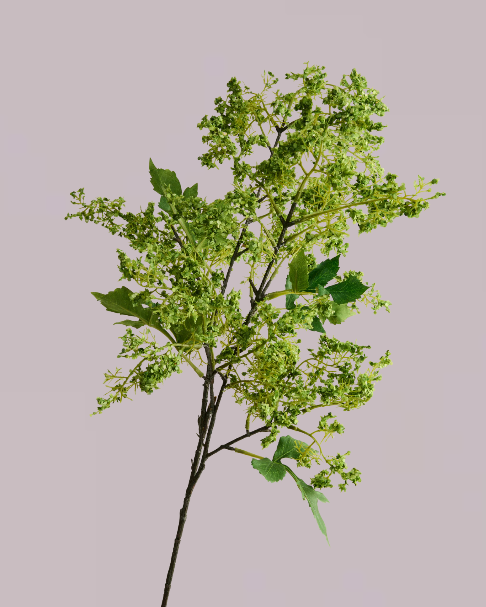 FOLIAGE AND HYDRANGEA ARRANGEMENT