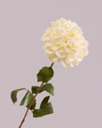 SINGLE DAHLIA IN WHITE/CREAM