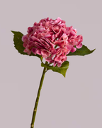 HYDRANGEA IN PINK