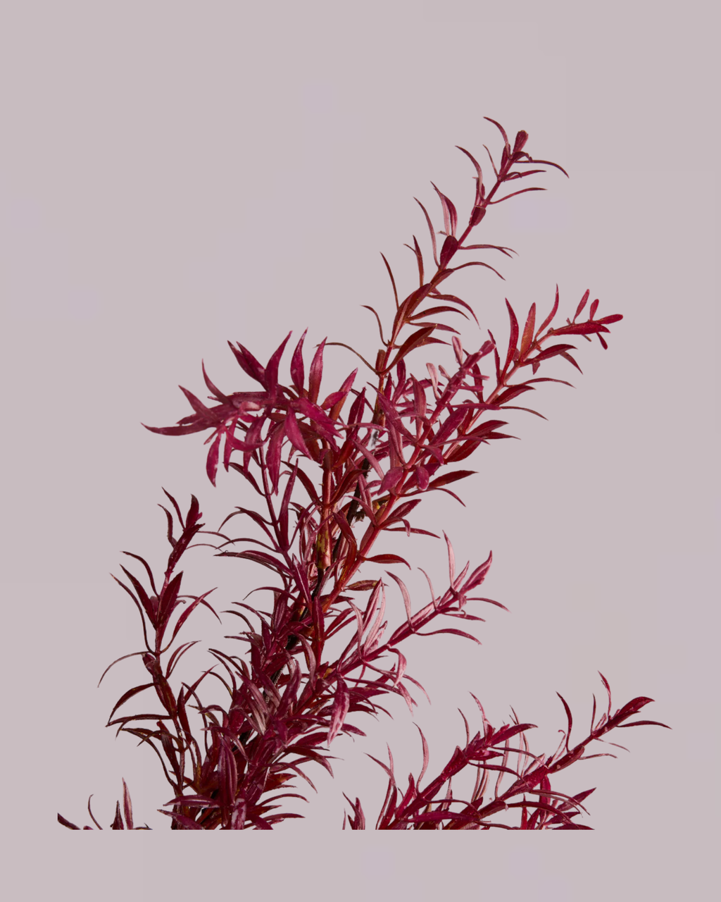 FOLIAGE SPRAY IN DEEP RED