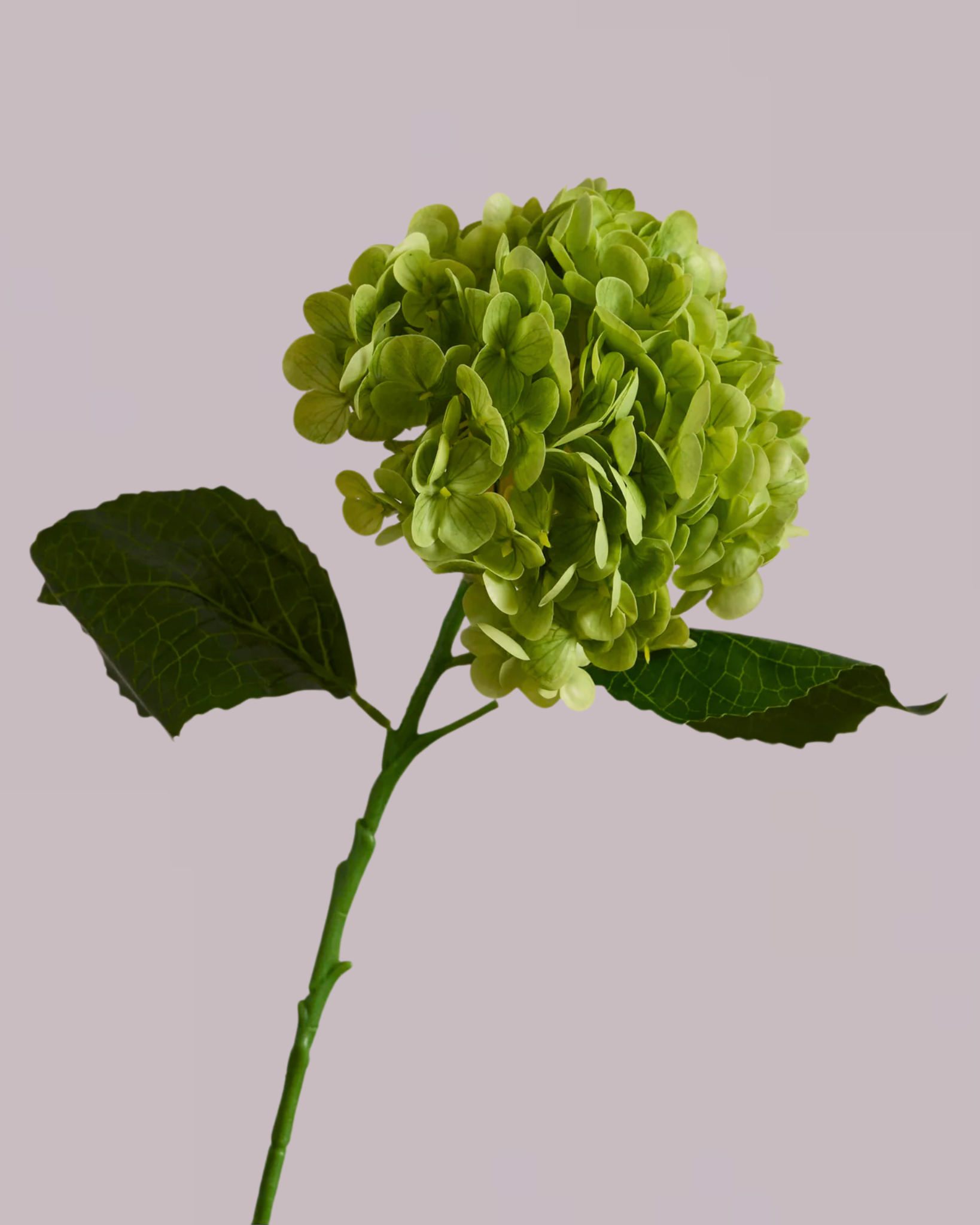 HYDRANGEA IN GREEN