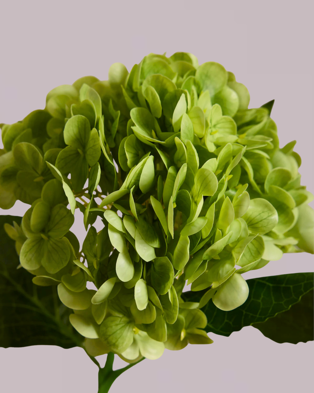 HYDRANGEA IN GREEN