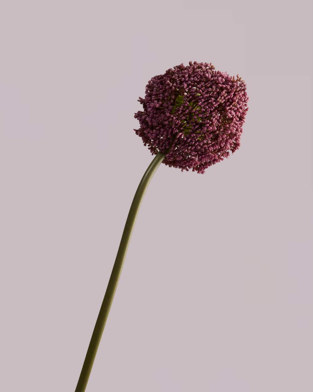 GIANT PURPLE REAL TOUCH ALLIUM