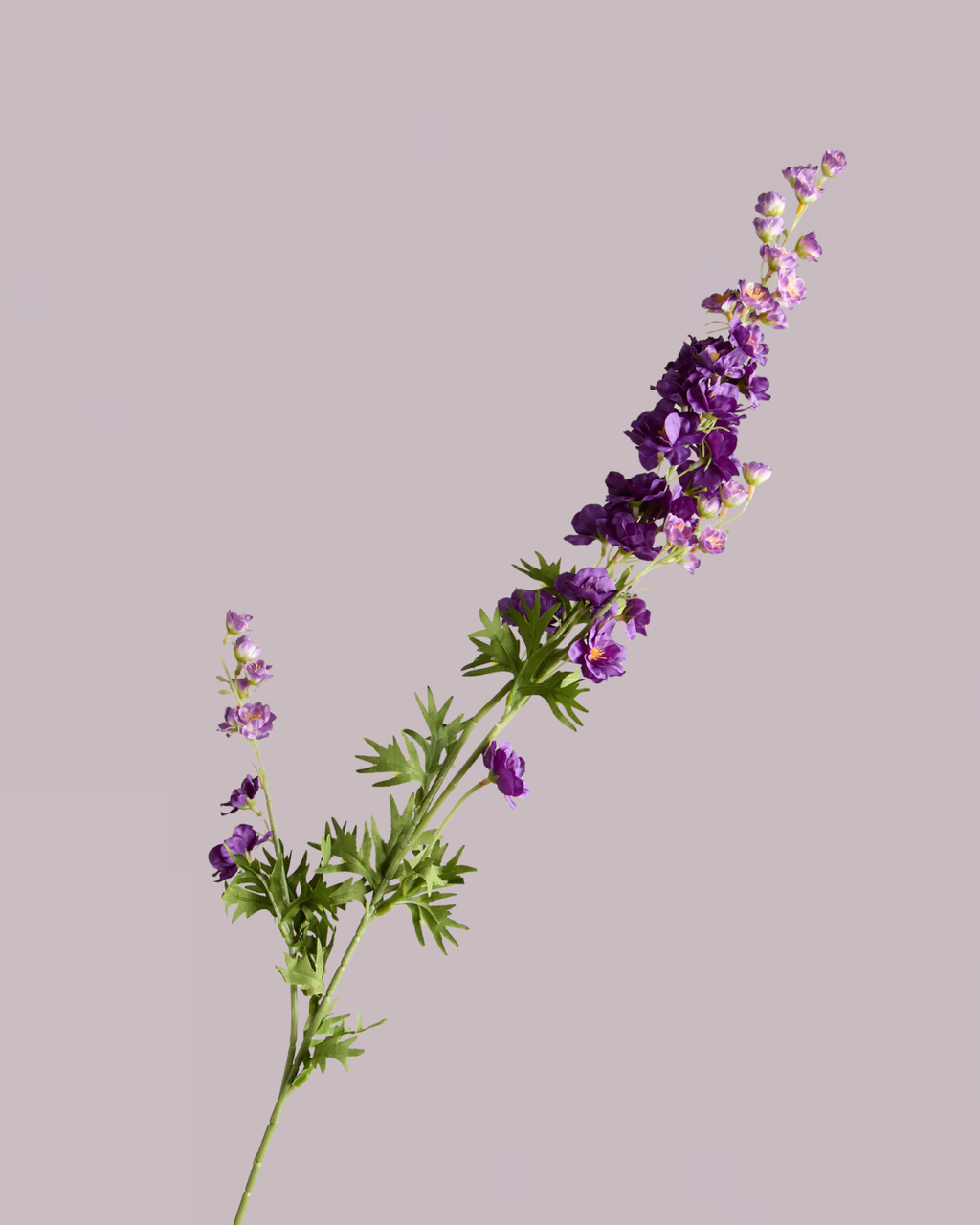 DELPHINIUM IN VIOLET