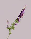 DELPHINIUM IN VIOLET