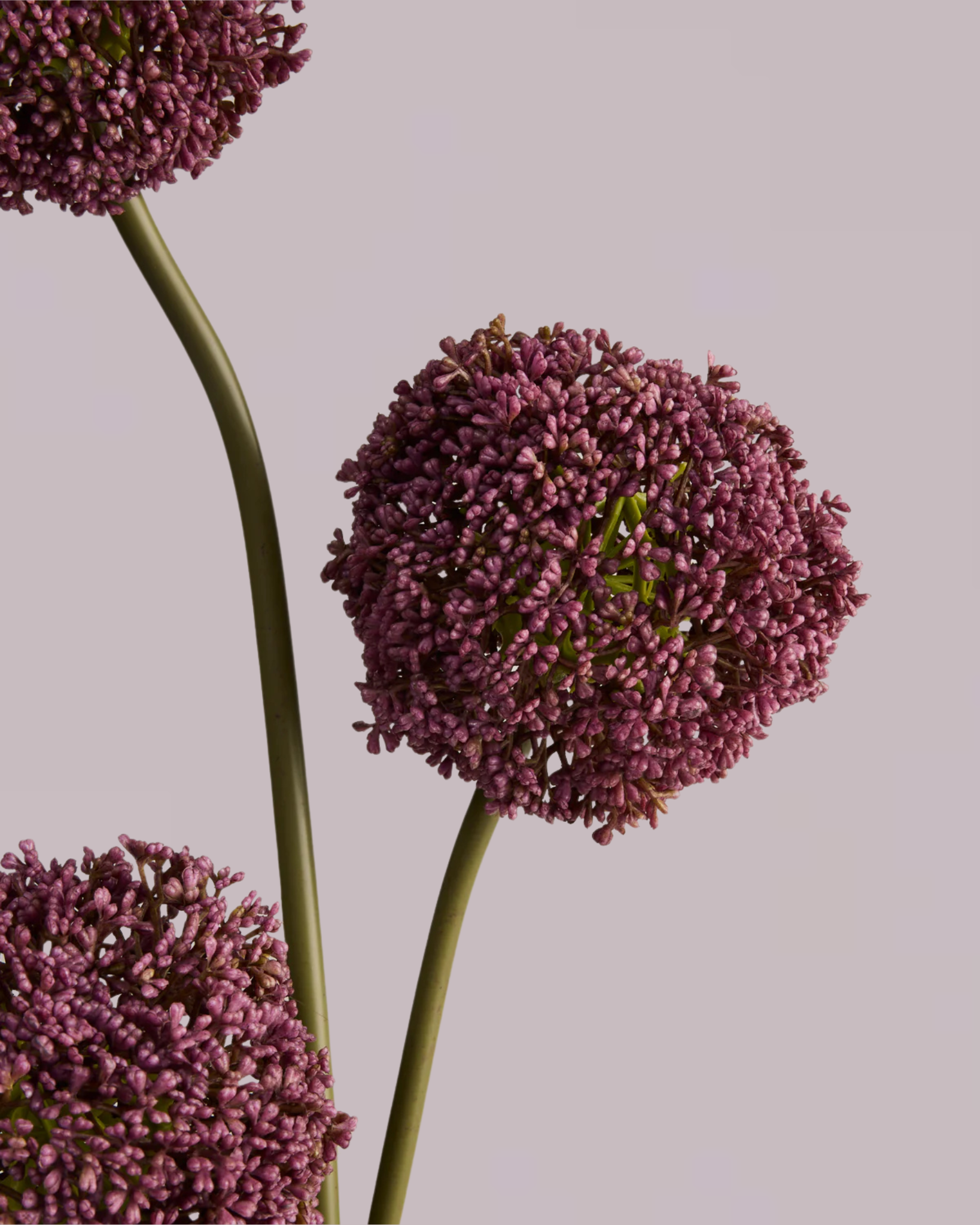GIANT PURPLE REAL TOUCH ALLIUM