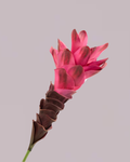 GINGER LILY IN FUSCHIA