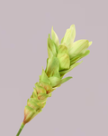 GINGER LILY IN GREEN