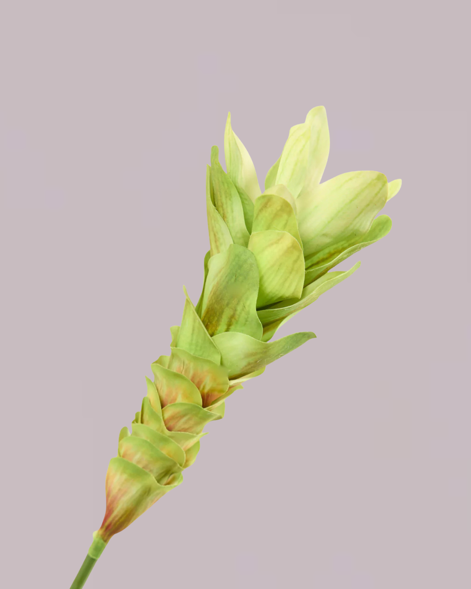 GINGER LILY IN GREEN