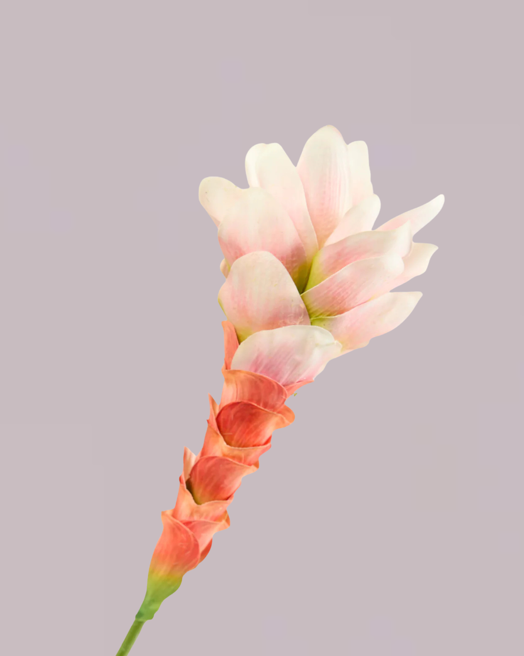 GINGER LILY IN PINK