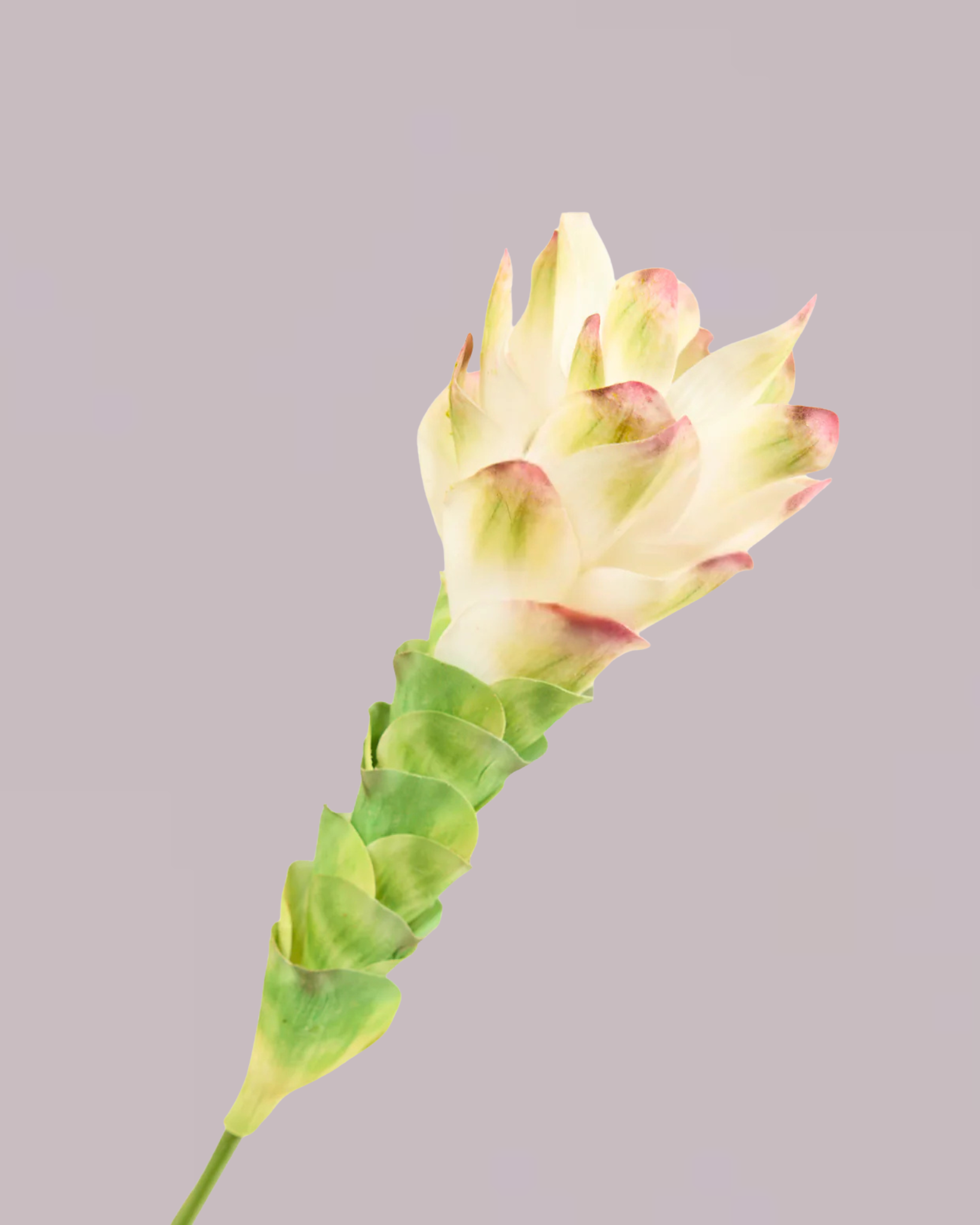 GINGER LILY IN WHITE AND GREEN