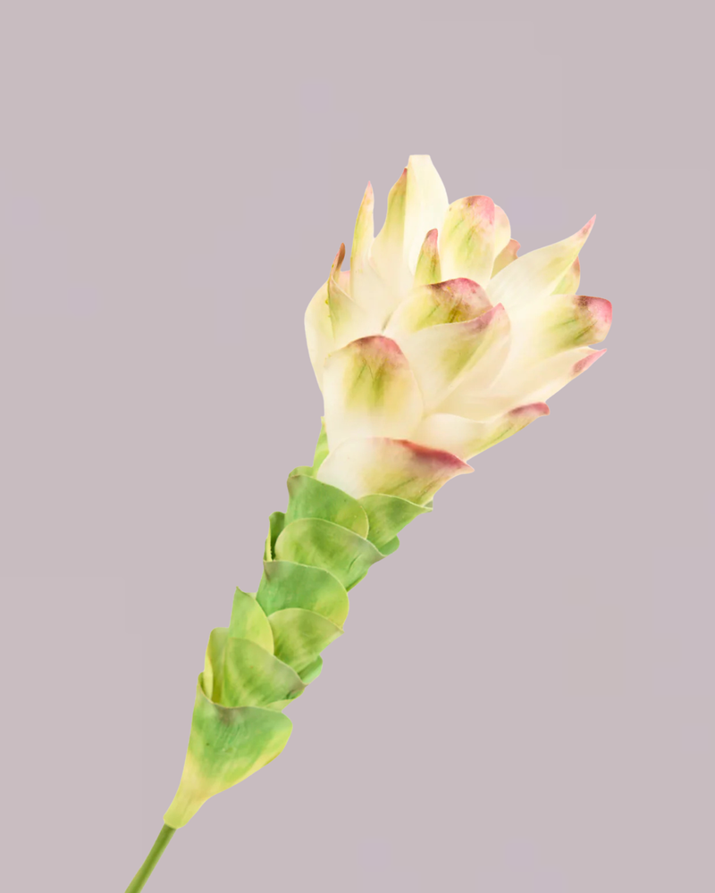 GINGER LILY IN WHITE AND GREEN