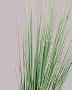 GRASS SPRAY