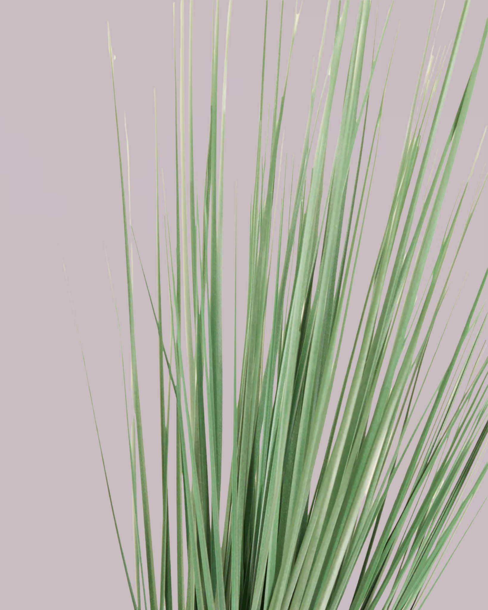 GRASS SPRAY