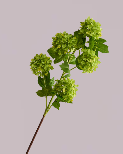 GREEN AND WHITE HYDRANGEA ARRANGEMENT