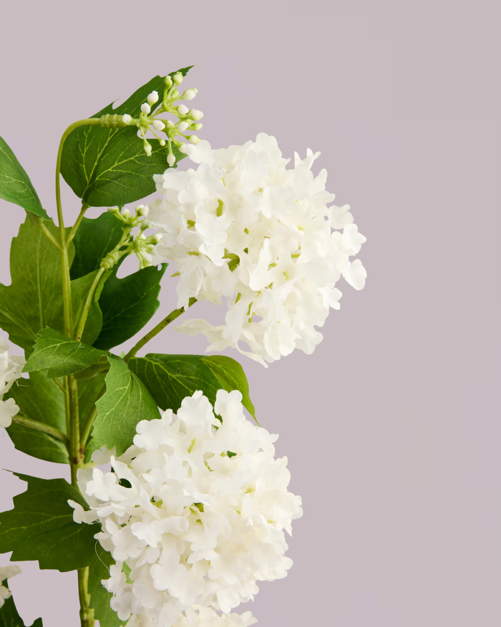 GREEN AND WHITE HYDRANGEA ARRANGEMENT