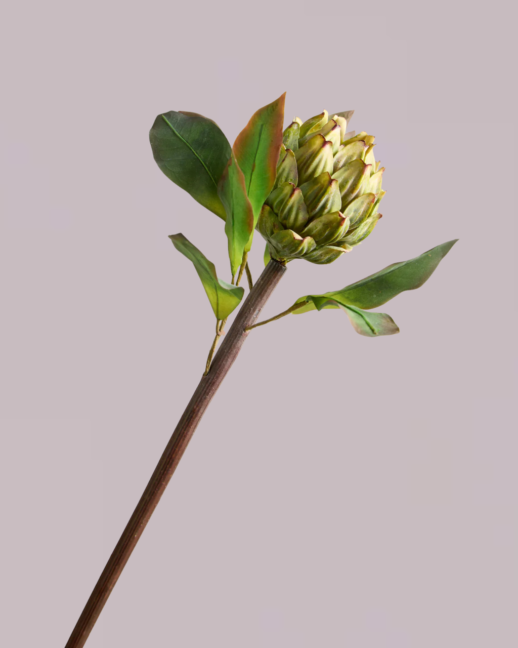 GREEN ARTICHOKE
