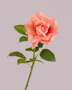 REAL TOUCH ROSE IN CANDY PINK