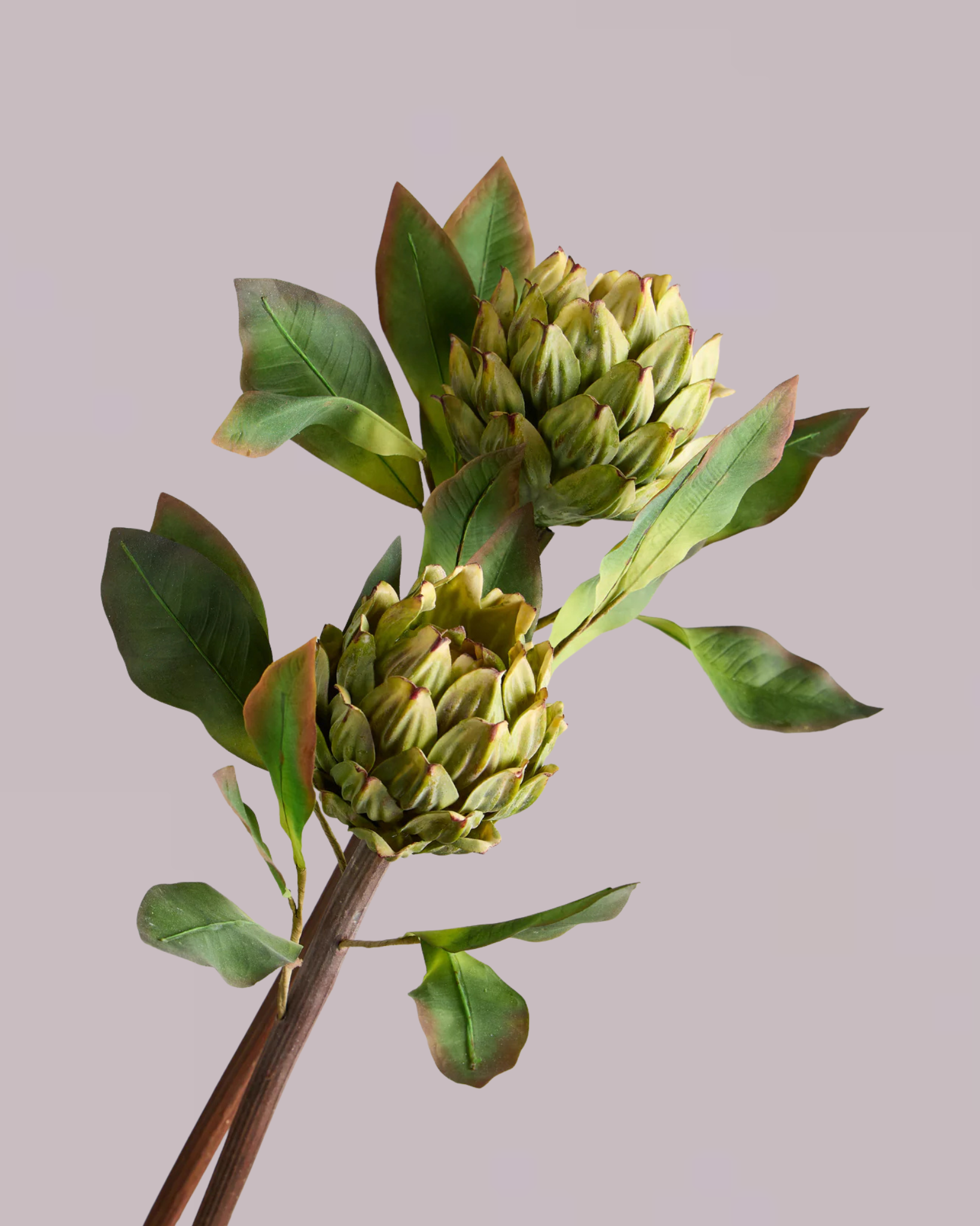 GREEN ARTICHOKE