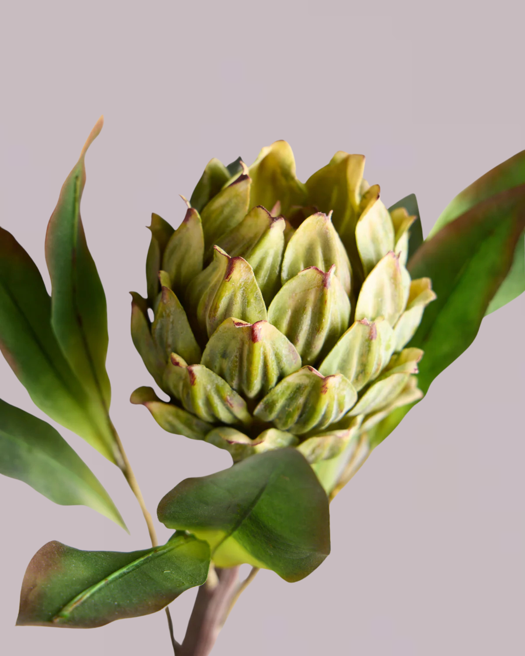 GREEN ARTICHOKE