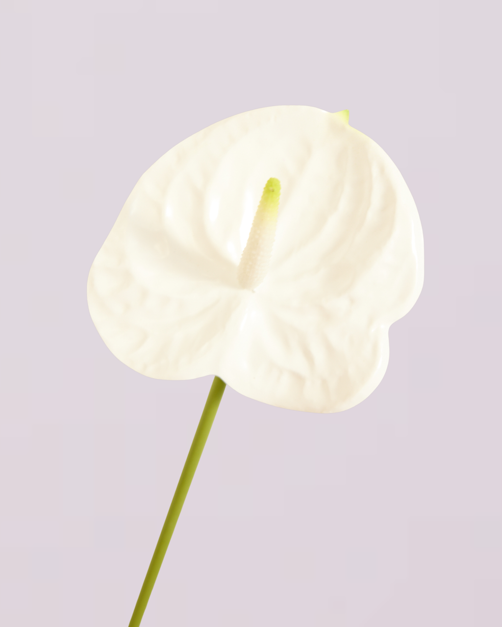WHITE ANTHURIUM