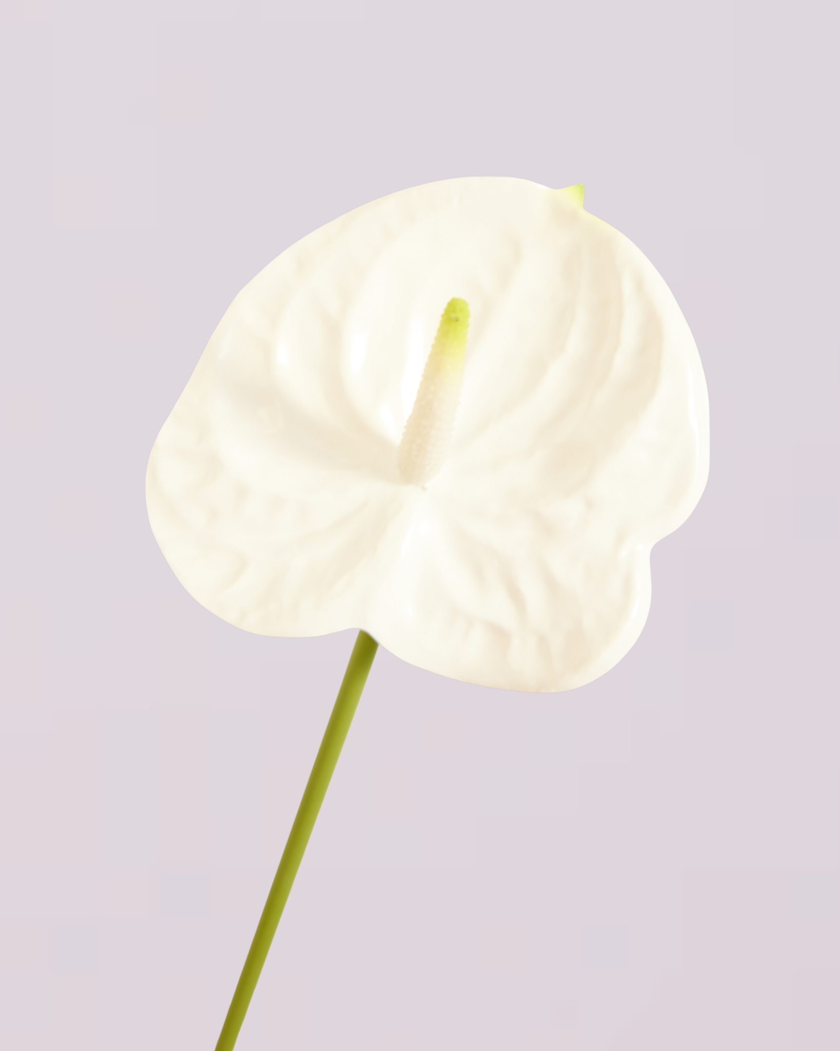 WHITE ANTHURIUM