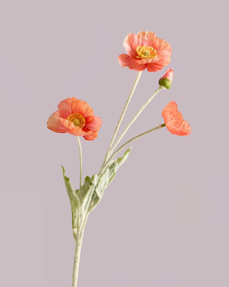 SILK POPPY IN CORAL