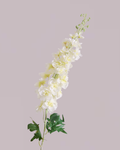 XL WHITE DELPHINIUM