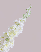 XL WHITE DELPHINIUM