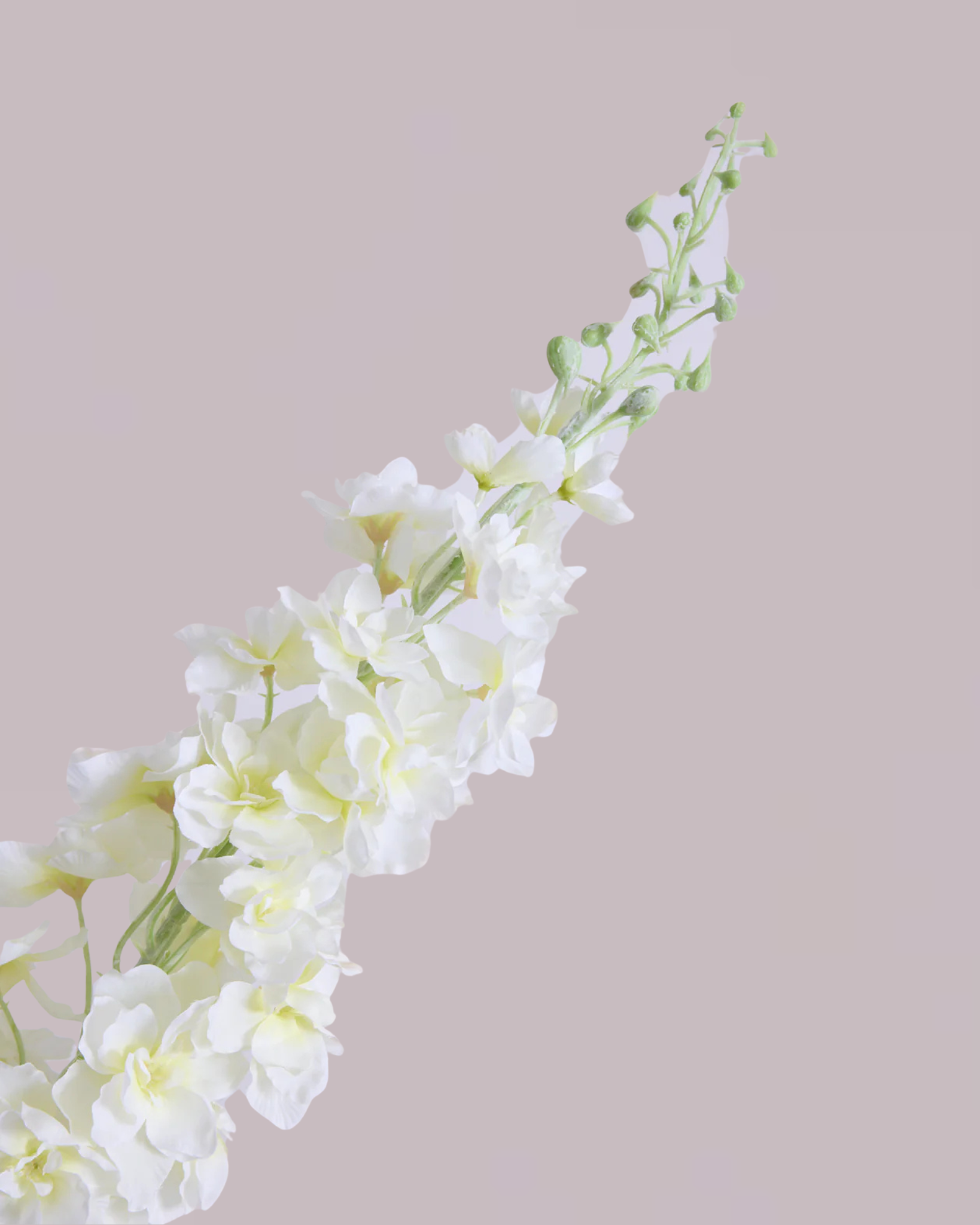 XL WHITE DELPHINIUM