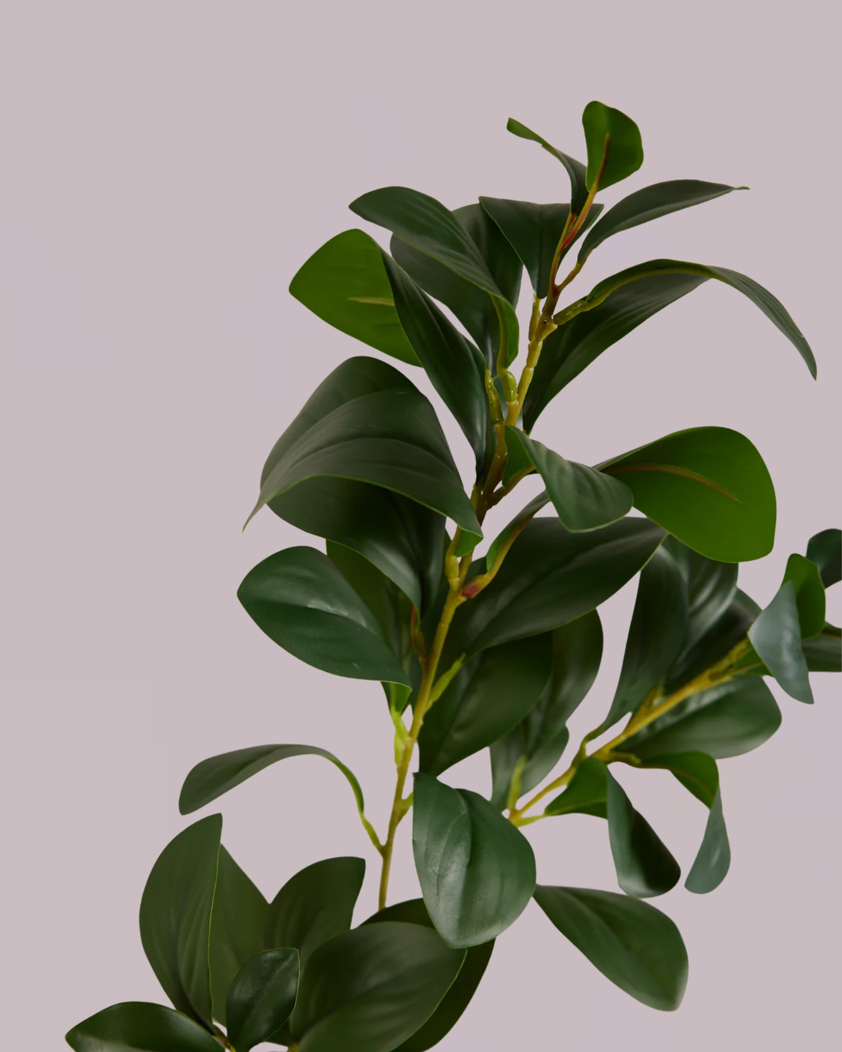 Green Leaf Branch