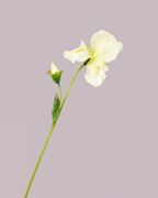 WHITE IRIS