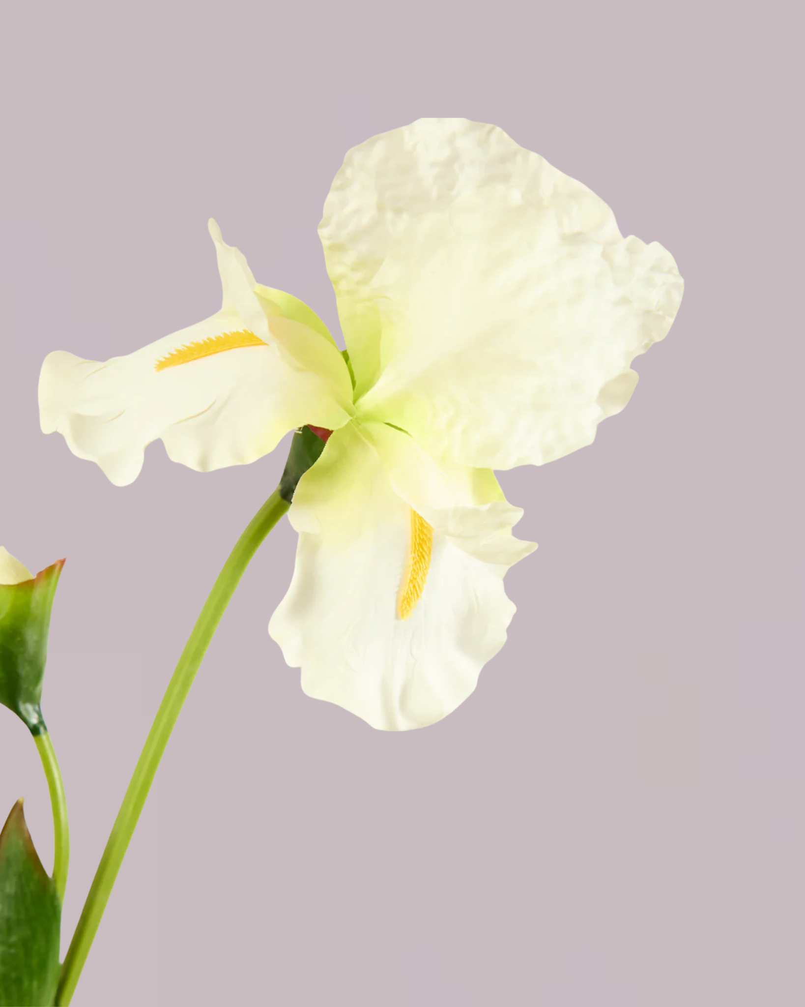 WHITE IRIS